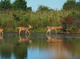 Implementation protocol for determination and notification of critical wildlife habitats in national parks and wildlife sanctuaries